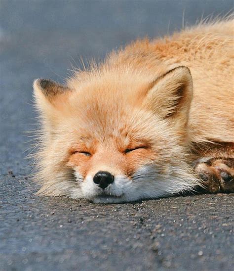 7 Incredibly Adorable Animals Unique to Hokkaido, Japan