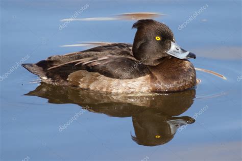 Female Tufted duck Stock Photo by ©michaklootwijk 9414913