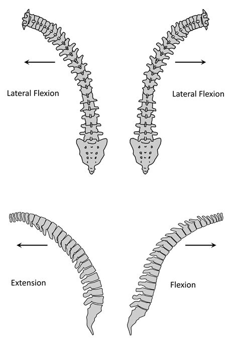 Unique Mechanism of Chance Fracture in a Young Adult Male - The Western Journal of Emergency ...