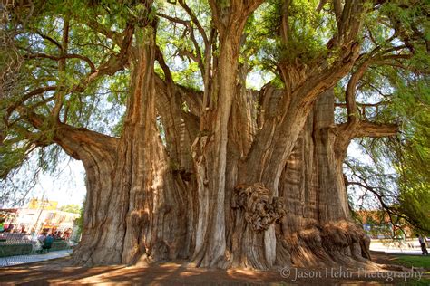 Travel, photos and thoughts...: The Biggest Tree In The World!! Sort of.