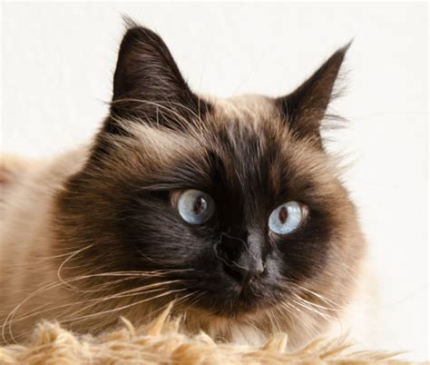 What Colors Can Birman Cats Be? | Litter-Robot