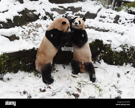 Giant pandas snow hi-res stock photography and images - Alamy