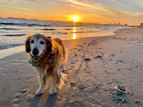 A Golden Sunset | Dog beach, Golden retriever names, Golden retriever