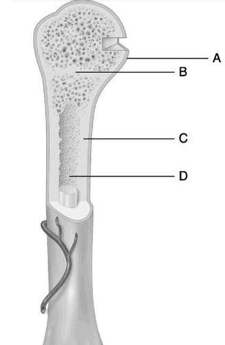 Anatomy Unit 6 -Bones- Flashcards | Quizlet