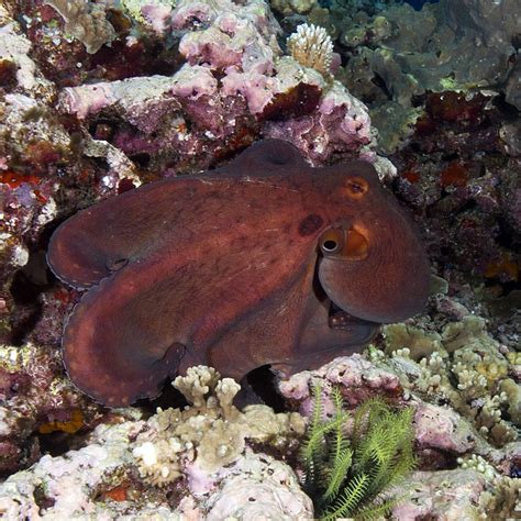 Cephalopods of Solomon Islands (KSLOF)Living Oceans Foundation