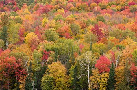 Fall Foliage Vermont - Alan Majchrowicz Photography