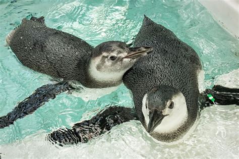 Juvenile Penguins Join Public Exhibit | Aquarium News | Aquarium of the Pacific