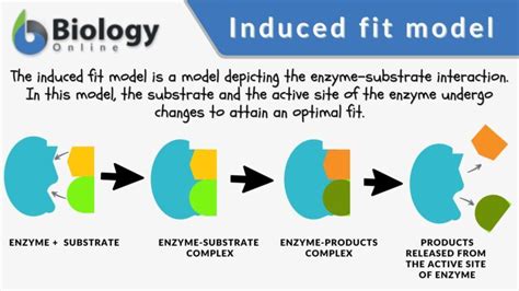 Induced fit model - Definition and Examples - Biology Online Dictionary