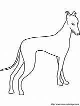 Whippet Coloring Pages sketch template