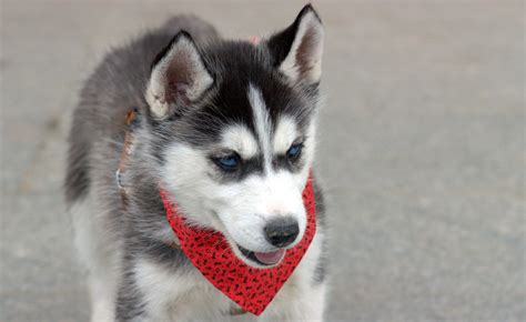 Black and white Siberian Husky puppy HD wallpaper | Wallpaper Flare