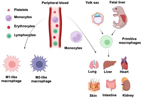 Macrophages and Wnts in Tissue Injury and Repair | Encyclopedia MDPI