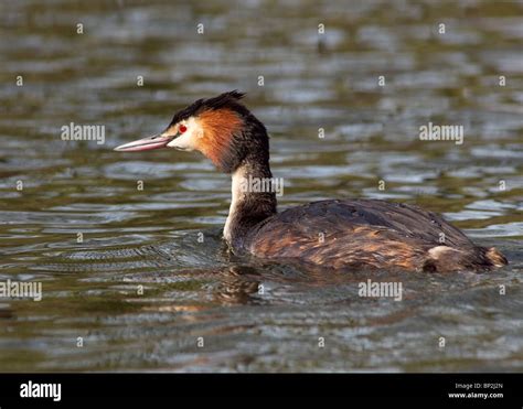 Great Crested Grebe, Podiceps cristatus photographed at Stanley Park ...