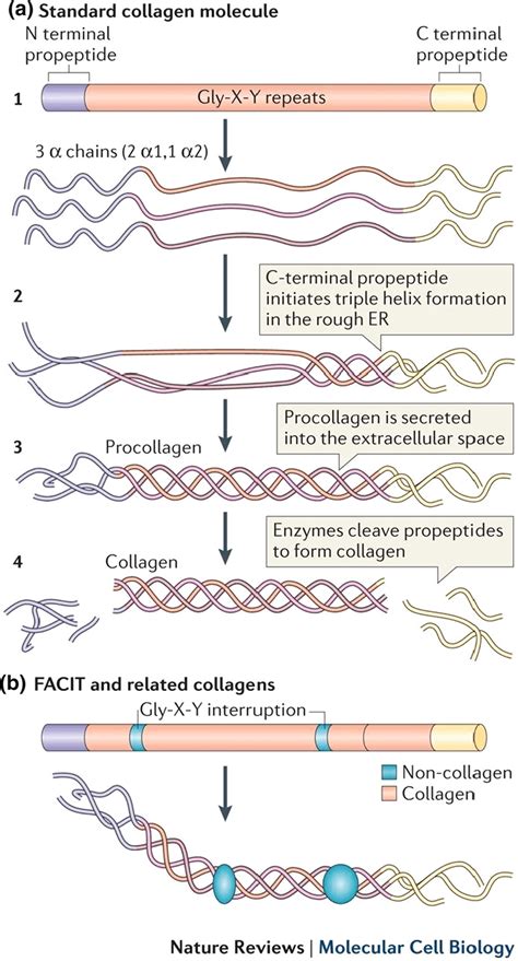 Collagen structure and formation. The standard collagen molecule has... | Download Scientific ...