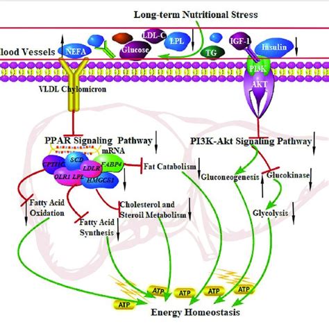 | The regulation of the PPAR signaling pathway and PI3K-Akt signaling ...