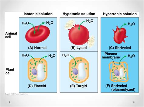 PPT - 5.4 Osmosis PowerPoint Presentation, free download - ID:2151978