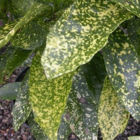 Aucuba japonica 'Variegata' - Harley Nursery