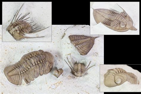 Trilobite Fossils For Sale - FossilEra.com