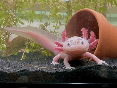 3,971 Axolotl Images, Stock Photos, 3D objects, & Vectors | Shutterstock