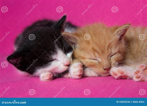 Two Kittens Slleping Together Stock Photo - Image of beautiful, pink ...