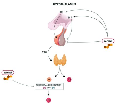 The influence of hypercortisolism on the hypothalamus-pituitary-thyroid ...