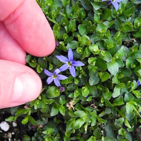 Blue Star Creeper - Pratia pendunculata | Miniature garden, Miniature garden plants, Plants