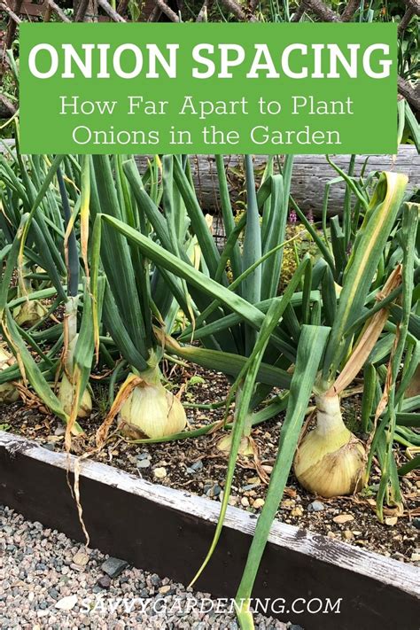 Onion Spacing: How Far Apart to Plant Onions in the Vegetable Garden | Planting onion sets ...