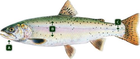 Cutthroat Trout In Alberta Oncorhynchus Clarki - Alberta Fishes