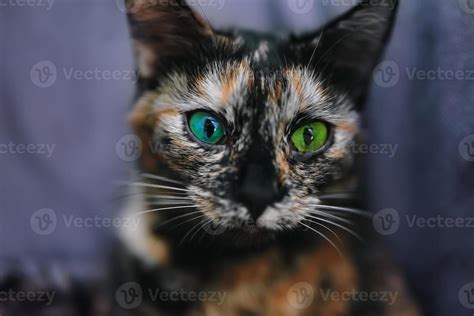 Small cat with different color eyes 2504924 Stock Photo at Vecteezy