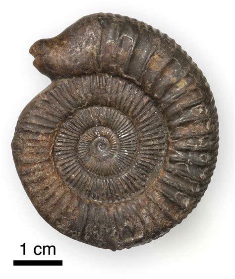 Ammonite comes from the word Ammon (Ammon's ram horn) | Fossils, Ammonite, Fossil