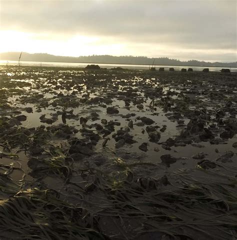 Oysters on Willapa Bay [IMAGE] | EurekAlert! Science News Releases