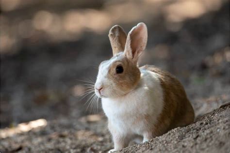 Dreaming of Rabbits Meaning and Symbolism