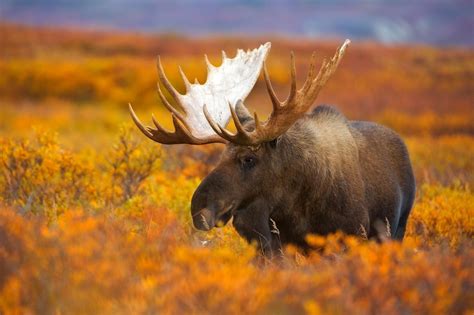 10 insider tips for your trip to Anchorage | Giant moose, Alaska ...