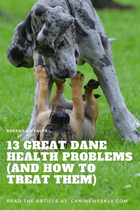 13 great dane health problems and how to treat them – Artofit