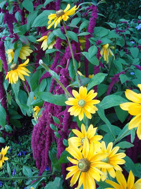 Rudbeckia Varieties - Black Eyed Susan Flowers