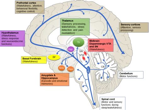 Norepinephrine | leading brains Review