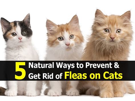 5 Natural Ways to Prevent & Get Rid of Fleas on Cats