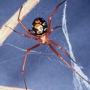 Red Widow Spider – Imagine Our Florida, Inc