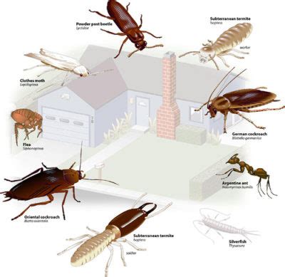 How to Identify Common Household Pests and Prevent Infestations - Advance Pest Control