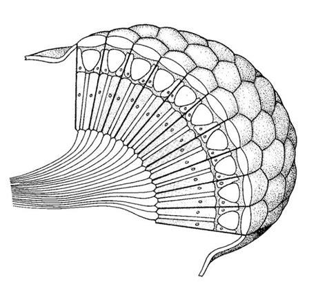 Biological drawings. Insects. Compound Eye. Structure and function ...