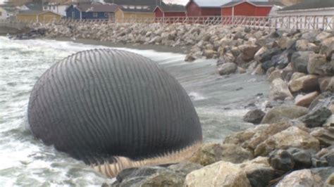 Could whales explode in Canadian towns? | CNN