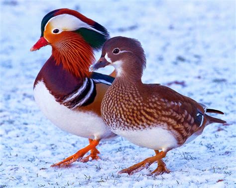 Male and female Mandarin Ducks | Mandarin duck, Pet birds, Duck pictures