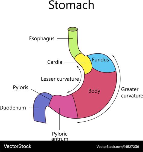 Stomach Tissue Labeled