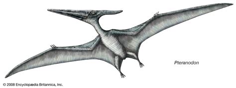 Pteranodon | fossil reptile genus | Britannica