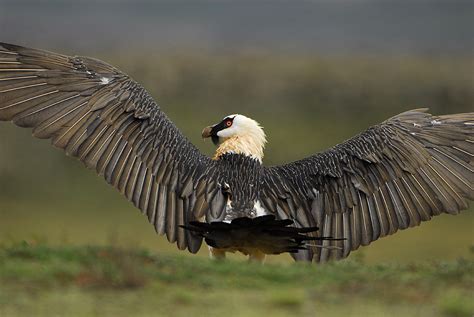 Bearded Vulture | Bale Mountains National Park Ethiopia