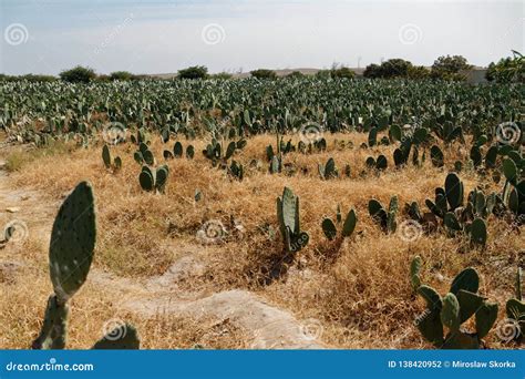 Cochineal Insects Stock Photography | CartoonDealer.com #9804578