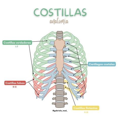 Anatomía de las costillas | Medical anatomy, Medicine student, Basic anatomy and physiology