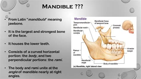 Development of mandible