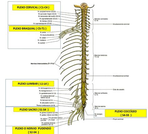 Plexos nerviosos que surgen de los nervios espinales | Dolopedia