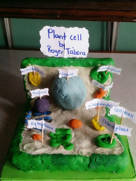Plant Cell Clay Model Labeled