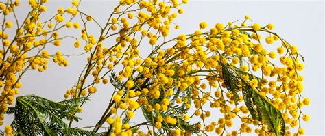 Download wallpaper 2560x1080 mimosa, flowers, branch, plant, yellow ...